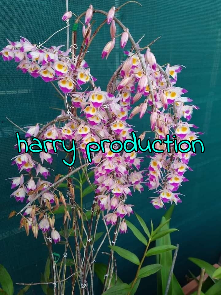 harry production's logo containing a text that says harry production with a flower at the background